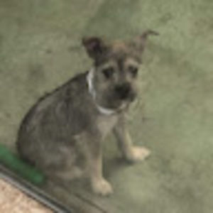 Meet your Posher, Daisy